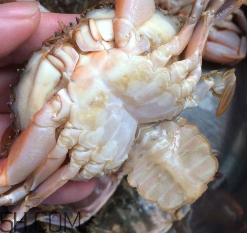 花蓋蟹和梭子蟹哪個(gè)好吃？花蓋蟹和梭子蟹區(qū)別