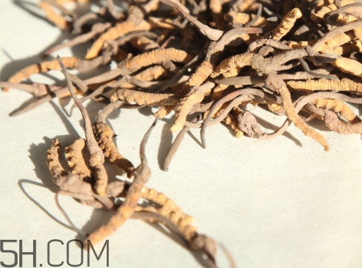 冬蟲夏草為什么這么貴？冬蟲夏草功效有哪些