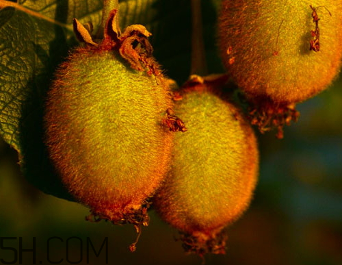 海沃德獼猴桃好吃嗎？海沃德獼猴桃酸嗎？