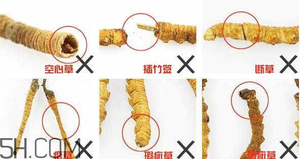 冬蟲(chóng)夏草有假的嗎？冬蟲(chóng)夏草不抗癌