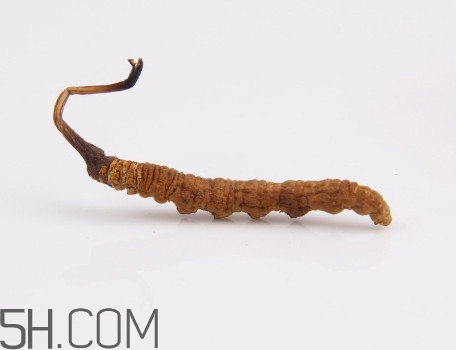 冬蟲夏草有毒嗎？冬蟲夏草一次吃幾根