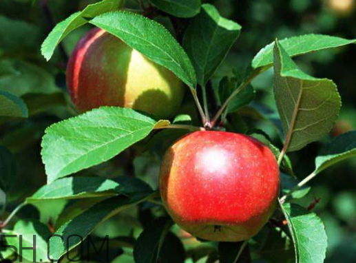 紅玫瑰蘋果多少錢一斤 紅玫瑰蘋果的營(yíng)養(yǎng)價(jià)值