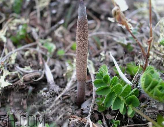 冬蟲夏草哪里的最好？冬蟲夏草和蟲草花的區(qū)別