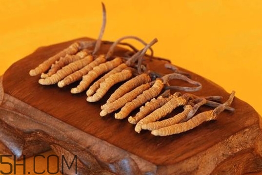 冬蟲夏草不能和什么一起吃？冬蟲夏草有多少種