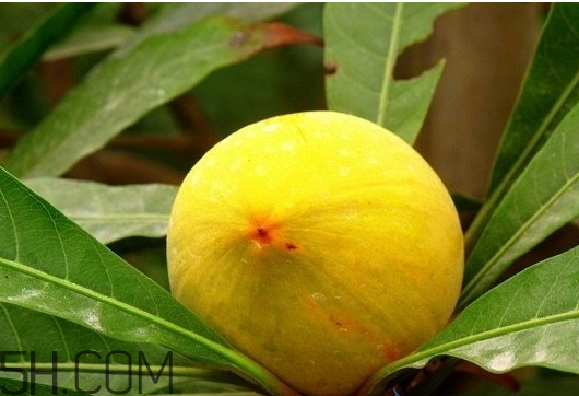 蛋黃果孕婦可以吃嗎 孕婦吃蛋黃果的好處 蛋黃果孕婦可以吃嗎 孕婦吃蛋黃果的好處