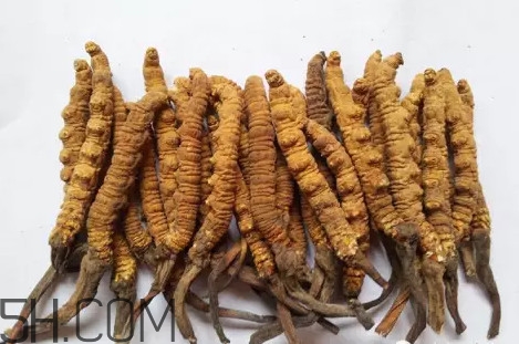 冬蟲夏草真的冬天是蟲夏天是草嗎？冬蟲夏草是怎么長成