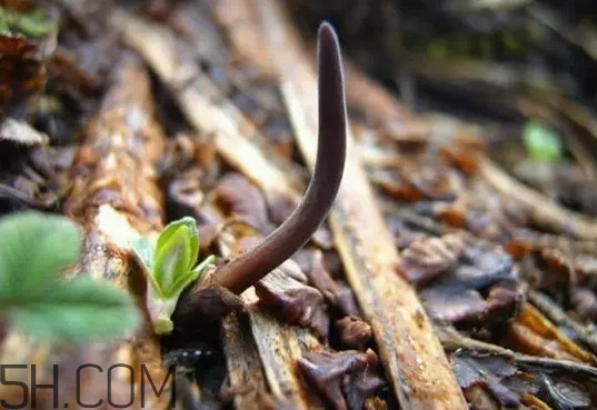 冬蟲夏草真的冬天是蟲夏天是草嗎？冬蟲夏草是怎么長成