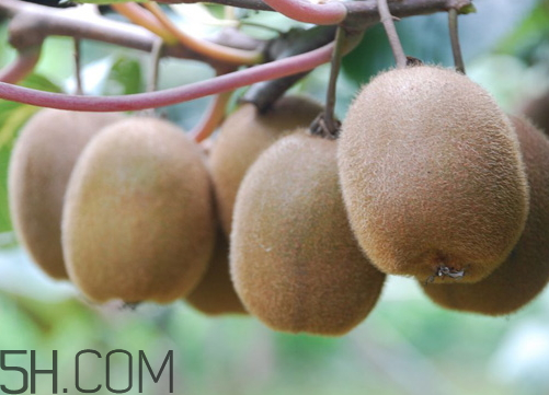 海沃德獼猴桃好吃嗎？海沃德獼猴桃酸嗎？