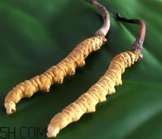 冬蟲夏草為什么這么貴？冬蟲夏草功效有哪些