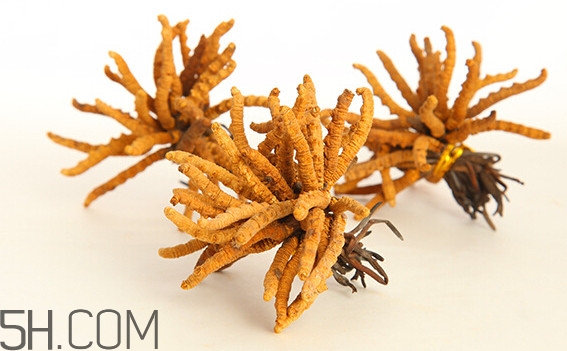 冬蟲夏草什么時候采挖？冬蟲夏草什么人不能吃