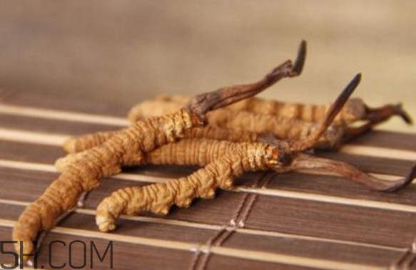 冬蟲夏草有毒嗎？冬蟲夏草一次吃幾根