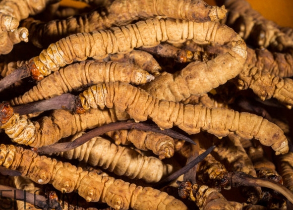冬蟲夏草哪里的最好？冬蟲夏草和蟲草花的區(qū)別