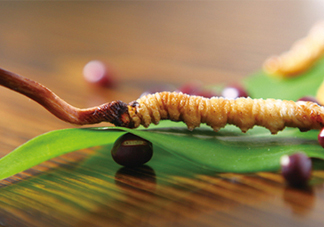 冬蟲夏草哪里的最好？冬蟲夏草和蟲草花的區(qū)別