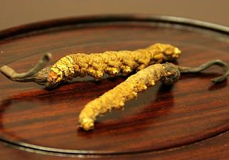 冬蟲夏草多少錢一斤？冬蟲夏草回收多少錢一克