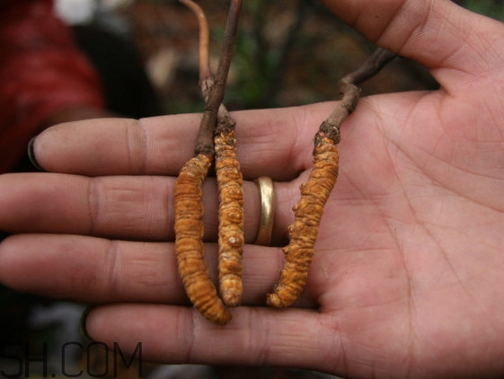 冬蟲(chóng)夏草什么時(shí)候吃最好？冬蟲(chóng)夏草保質(zhì)期多久