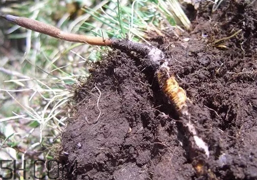 冬蟲(chóng)夏草什么時(shí)候吃最好？冬蟲(chóng)夏草保質(zhì)期多久