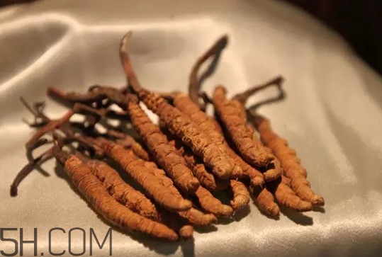 冬蟲夏草不能和什么一起吃？冬蟲夏草有多少種