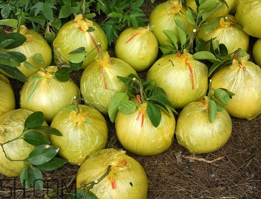 文旦上火嗎？文旦種植環(huán)境條件