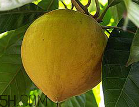 蛋黃果可以放在冰箱嗎 蛋黃果怎么保存 蛋黃果可以放在冰箱嗎 蛋黃果怎么保存