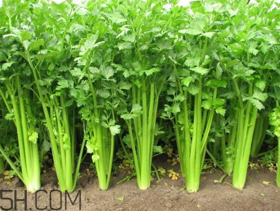 吃什么食物會(huì)導(dǎo)致失眠？睡前吃巧克力會(huì)導(dǎo)致失眠嗎？