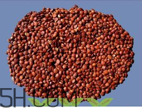 洋蔥能治失眠嗎？酸棗仁治療失眠嗎？