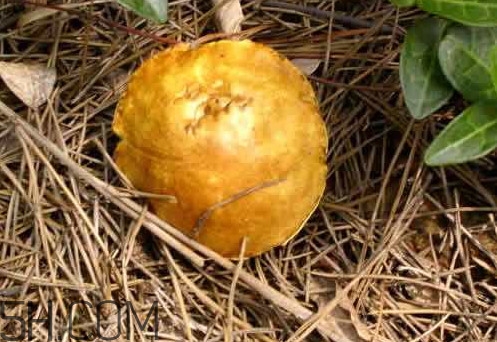 松菇怎么清洗？松菇不能和什么一起吃