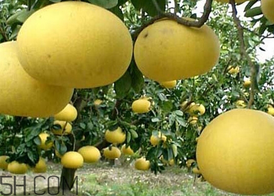 文旦柚多少錢一斤？文旦柚是寒性食物嗎