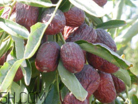 灰棗怎么清洗 灰棗怎么洗干凈 灰棗怎么清洗 灰棗怎么洗干凈