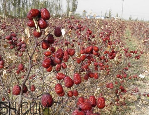 灰棗怎么清洗 灰棗怎么洗干凈 灰棗怎么清洗 灰棗怎么洗干凈