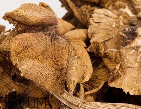 松菇怎么清洗？松菇不能和什么一起吃