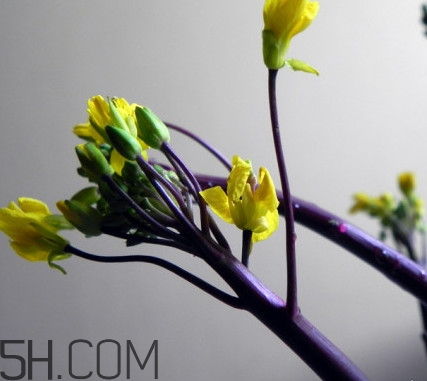 紅菜苔怎么種？如何正確采摘紅菜苔