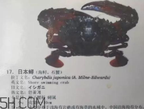 海虹蟹和梭子蟹哪個(gè)好？海虹蟹和梭子蟹的區(qū)別