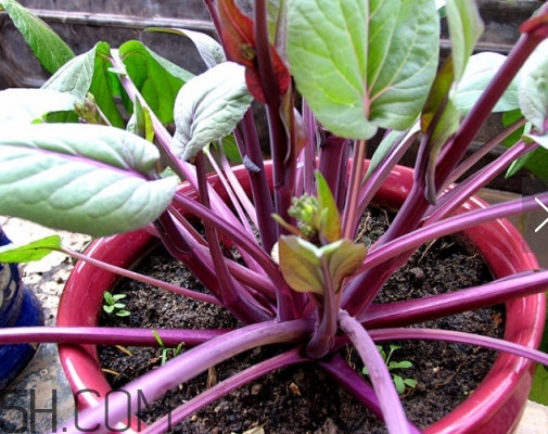 紅菜苔怎么種？如何正確采摘紅菜苔