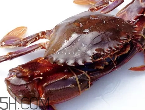 海虹蟹和梭子蟹哪個(gè)好？海虹蟹和梭子蟹的區(qū)別