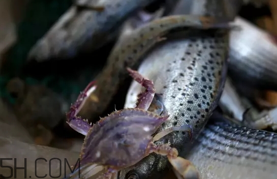 海虹蟹蒸多久才可以熟？海虹蟹蒸多長時(shí)間