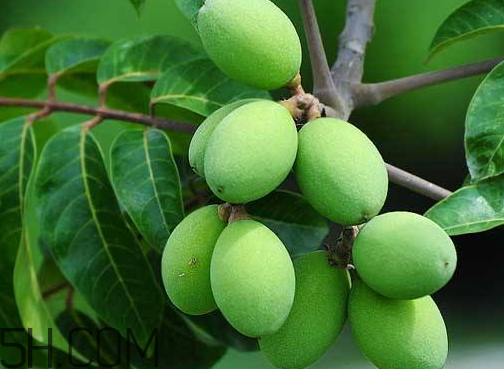 橄欖是熱性還是涼性 橄欖是酸性還是堿性 橄欖是熱性還是涼性 橄欖是酸性還是堿性