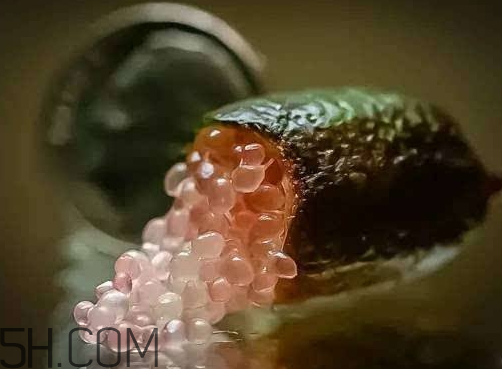 指橙好吃嗎 指橙是什么味道的 指橙好吃嗎 指橙是什么味道的