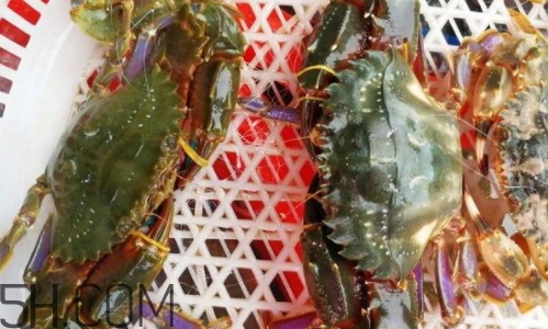 海虹蟹好吃嗎？海虹蟹多少錢一斤