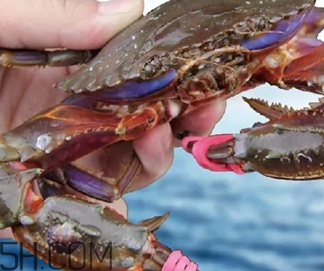 海虹蟹好吃嗎？海虹蟹多少錢一斤