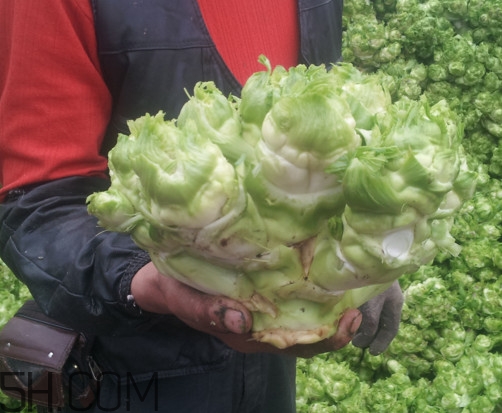 兒菜怎么種？兒菜怎么腌制