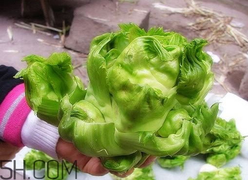 兒菜怎么種？兒菜怎么腌制