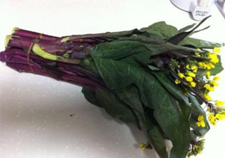 紅菜苔怎么種？如何正確采摘紅菜苔