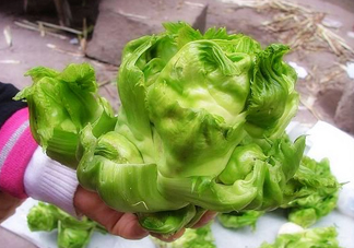 兒菜怎么種？兒菜怎么腌制