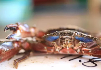 海虹蟹好吃嗎？海虹蟹多少錢一斤