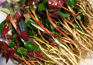 魚腥草有馬兜鈴酸嗎？馬兜鈴酸的功效與作用