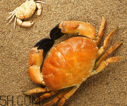 冬蟹多少錢一斤？冬蟹價格