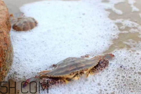 冬蟹多少錢一斤？冬蟹價格