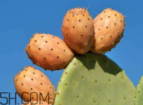 仙人掌果什么時(shí)候成熟 仙人掌果什么季節(jié)成熟 仙人掌果什么時(shí)候成熟 仙人掌果什么季節(jié)成熟