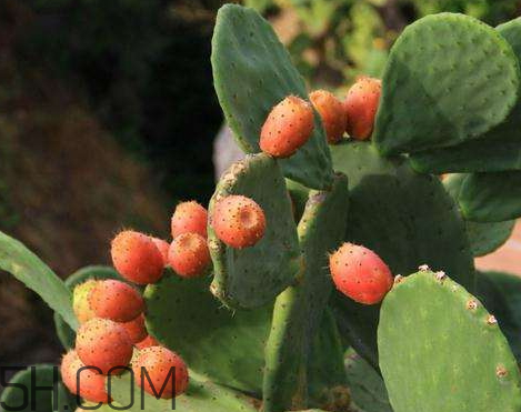 仙人掌果什么時(shí)候成熟 仙人掌果什么季節(jié)成熟 仙人掌果什么時(shí)候成熟 仙人掌果什么季節(jié)成熟