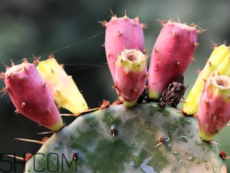 仙人掌果什么時(shí)候成熟 仙人掌果什么季節(jié)成熟 仙人掌果什么時(shí)候成熟 仙人掌果什么季節(jié)成熟